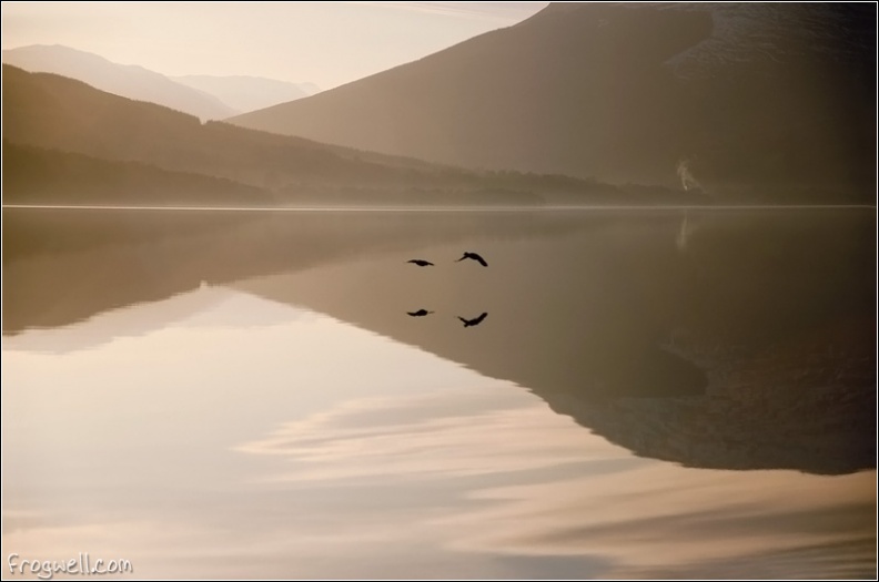 Ducks over Loch Earn.jpg
